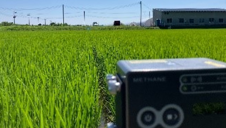 水田における計測の様子
